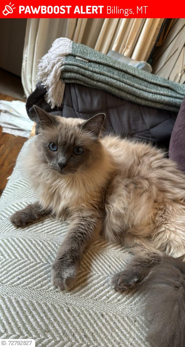 Lost Female Cat last seen Pioneer Park, Billings, MT 59101