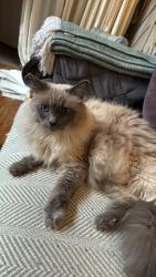 Lost Female Cat last seen Pioneer Park, Billings, MT 59101