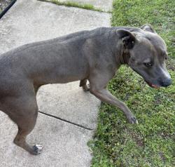 Found/Stray Female Dog last seen Valley Crest & NW 167th, Oklahoma City, OK 73012