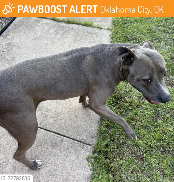 Found/Stray Female Dog last seen Valley Crest & NW 167th, Oklahoma City, OK 73012