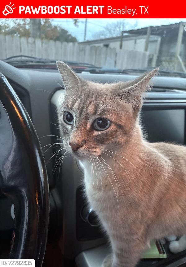 Lost Female Cat last seen Beasley texas , Beasley, TX 77417