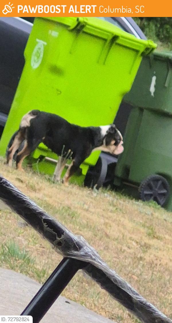 Found/Stray Female Dog last seen Winslow on stamhope ct , Columbia, SC 29229