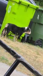 Found/Stray Female Dog last seen Winslow on stamhope ct , Columbia, SC 29229