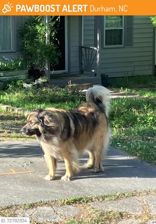 Found/Stray Unknown Dog last seen Sunset Ave near Albany St., Durham, NC 27705