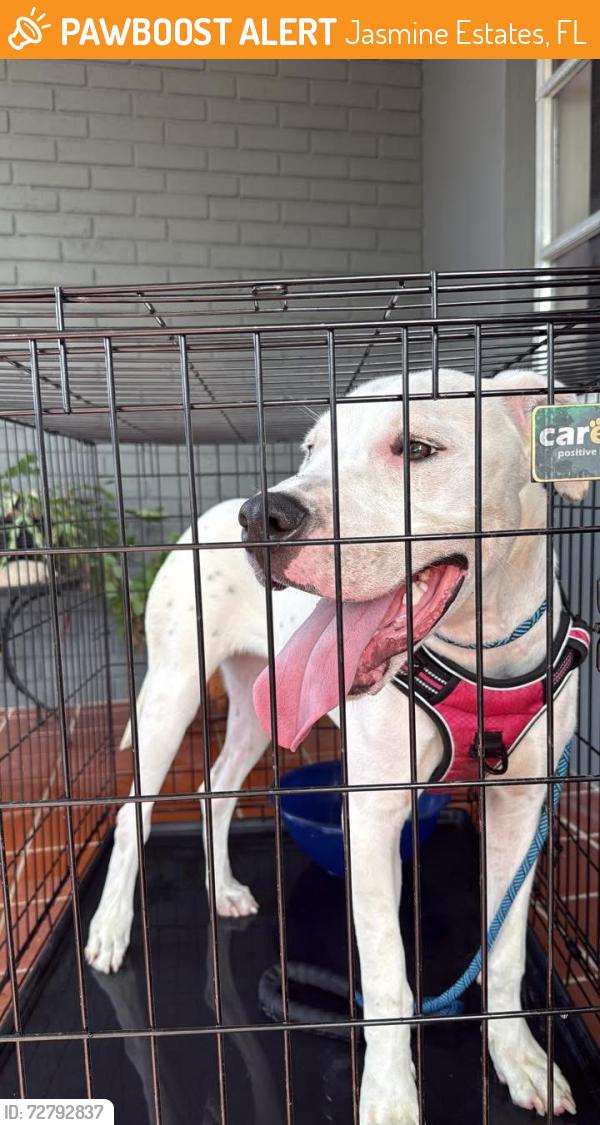 Found/Stray Female Dog last seen Richwood Ln & Saybrook Dr, Jasmine Estates, FL 34668