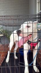 Found/Stray Female Dog last seen Richwood Ln & Saybrook Dr, Jasmine Estates, FL 34668