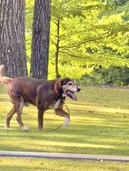 Found/Stray Male Dog last seen Coker Road /North River Rd, Rome, GA 30161