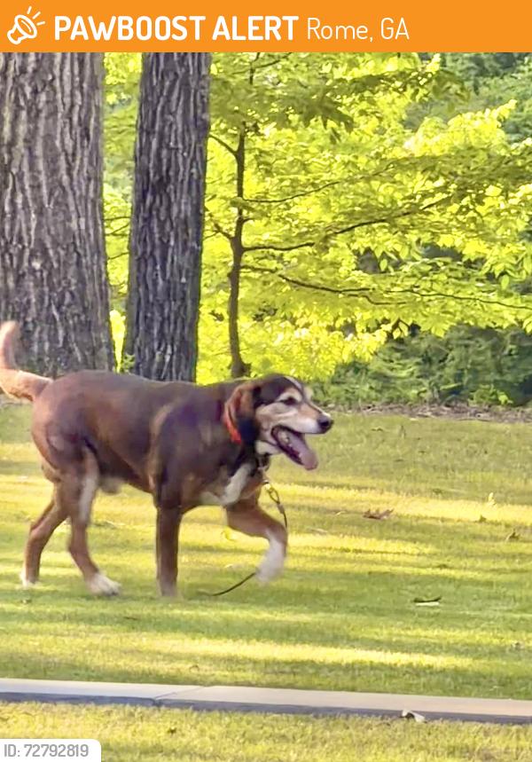 Found/Stray Male Dog last seen Coker Road /North River Rd, Rome, GA 30161