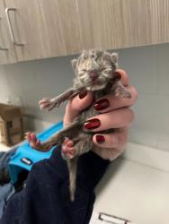 Shelter Stray Female Cat last seen Near Elmwood Avenue, 64132, , Kansas City, MO 64132