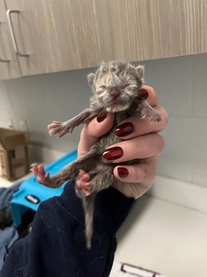 Shelter Stray Female Cat last seen Near Elmwood Avenue, 64132, , Kansas City, MO 64132