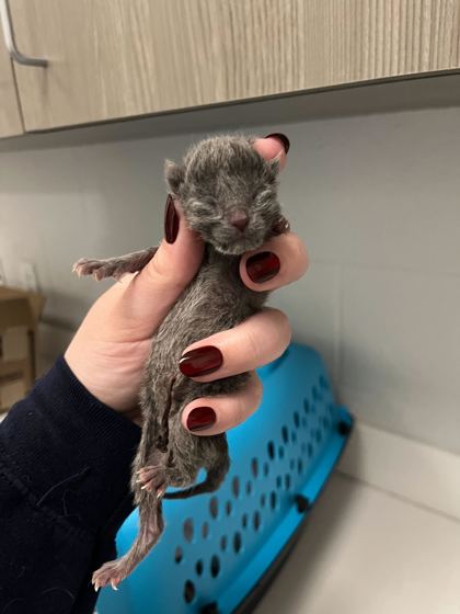 Shelter Stray Male Cat last seen Near Elmwood Avenue, 64132, , Kansas City, MO 64132