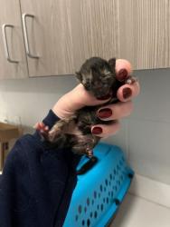 Shelter Stray Female Cat last seen Near Elmwood Avenue, 64132, , Kansas City, MO 64132