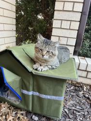 Lost Male Cat last seen Sw 80th st oklahoma ciry, Oklahoma City, OK 73159