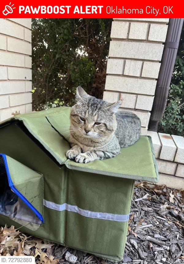 Lost Male Cat last seen Sw 80th st oklahoma ciry, Oklahoma City, OK 73159