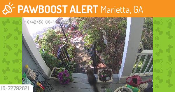 Found/Stray Unknown Cat last seen Past Little Rd on Powers Ferry, Marietta, GA 30067