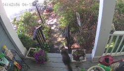 Found/Stray Unknown Cat last seen Past Little Rd on Powers Ferry, Marietta, GA 30067