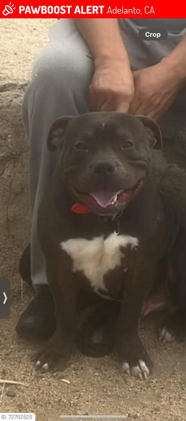 Lost Male Dog last seen mojave and pearmain, Adelanto, CA 92301