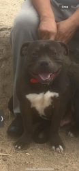 Lost Male Dog last seen mojave and pearmain, Adelanto, CA 92301
