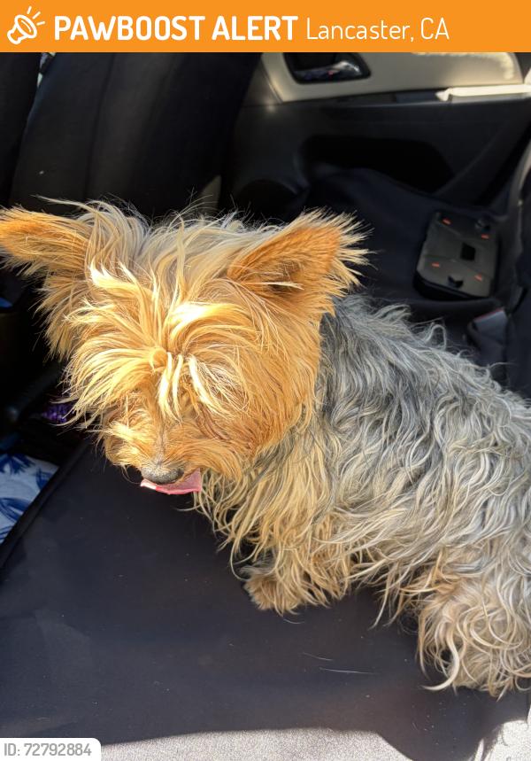 Found/Stray Female Dog last seen Division Street, Lancaster, CA 93535