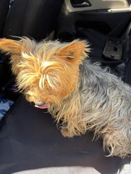 Found/Stray Female Dog last seen Division Street, Lancaster, CA 93535