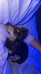 Lost Female Dog last seen tasso road cleveland Tn, Cleveland, TN 37323