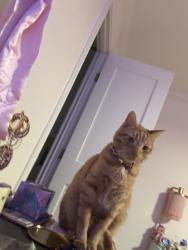 Lost Male Cat last seen Near greenbriar dr, Corpus Christi, TX 78413