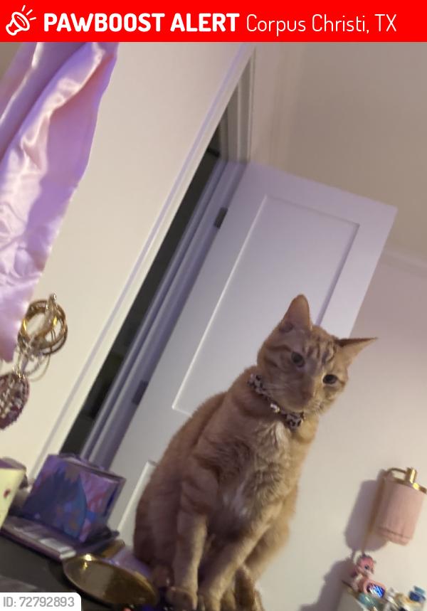 Lost Male Cat last seen Near greenbriar dr, Corpus Christi, TX 78413