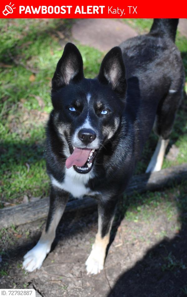 Lost Female Dog last seen Franz Rd , Katy, TX 77493