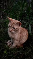 Lost Male Cat last seen Hardin Water Tower, Liberty, TX 77575