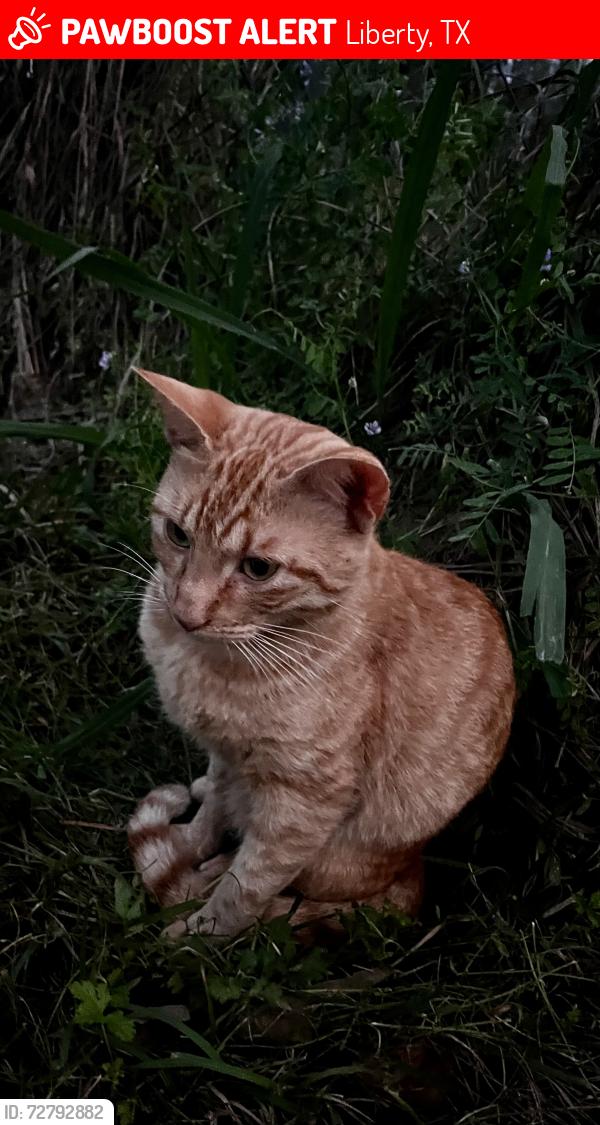 Lost Male Cat last seen Hardin Water Tower, Liberty, TX 77575