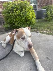 Found/Stray Female Dog last seen Near Labelle st, Jacksonville, FL 32205