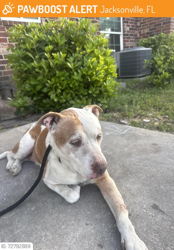 Found/Stray Female Dog last seen Near Labelle st, Jacksonville, FL 32205