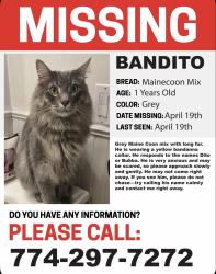 Lost Male Cat last seen Near Old Carriage Rd., West Warwick, RI 02893