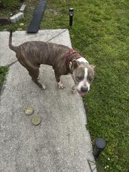 Found/Stray Male Dog last seen Koa, Poinciana, FL 34758