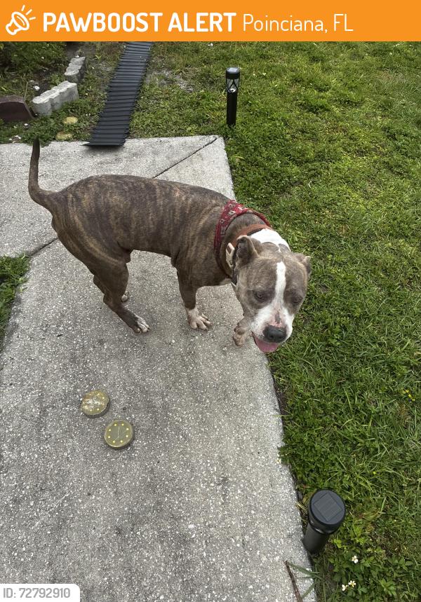 Found/Stray Male Dog last seen Koa, Poinciana, FL 34758