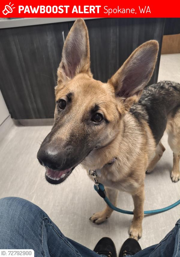 Lost Female Dog last seen Yokes, East North Foothills, Spokane, WA 99207