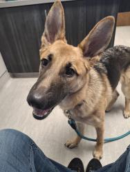 Lost Female Dog last seen Yokes, East North Foothills, Spokane, WA 99207