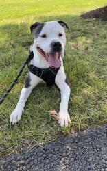 Lost Female Dog last seen Cofferwoods Burke va, Burke, VA 22015
