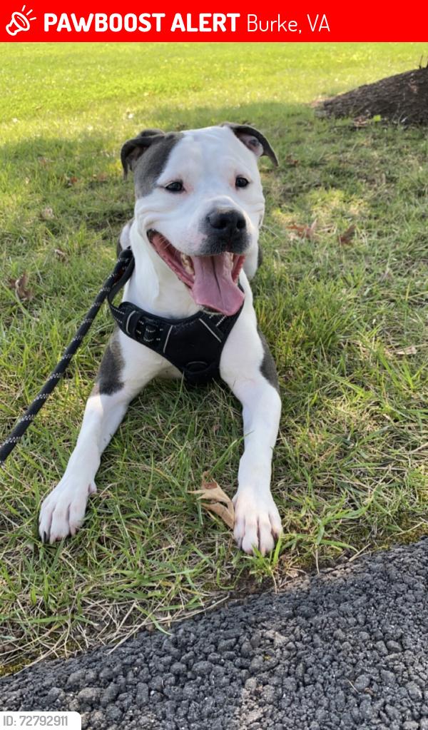 Lost Female Dog last seen Cofferwoods Burke va, Burke, VA 22015