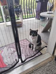 Lost Female Cat last seen Toscana at Valley Ridge apmts , Lewisville, TX 75077