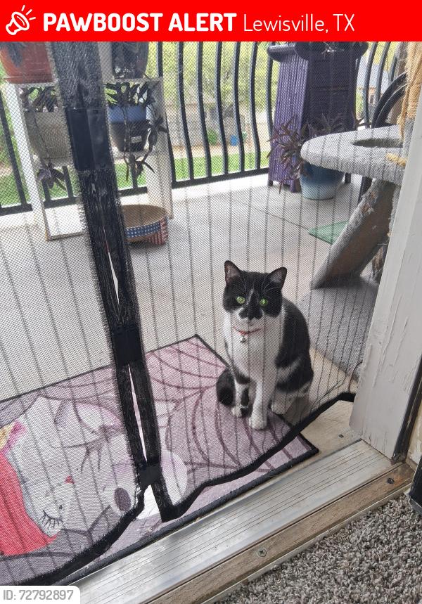 Lost Female Cat last seen Toscana at Valley Ridge apmts , Lewisville, TX 75077
