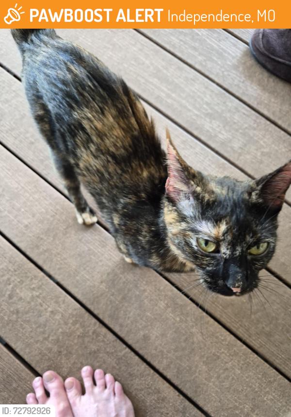 Found/Stray Female Cat last seen Susquahanna village east twenty four highway.Independence missouri, Independence, MO 64056