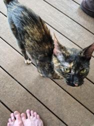 Found/Stray Female Cat last seen Susquahanna village east twenty four highway.Independence missouri, Independence, MO 64056