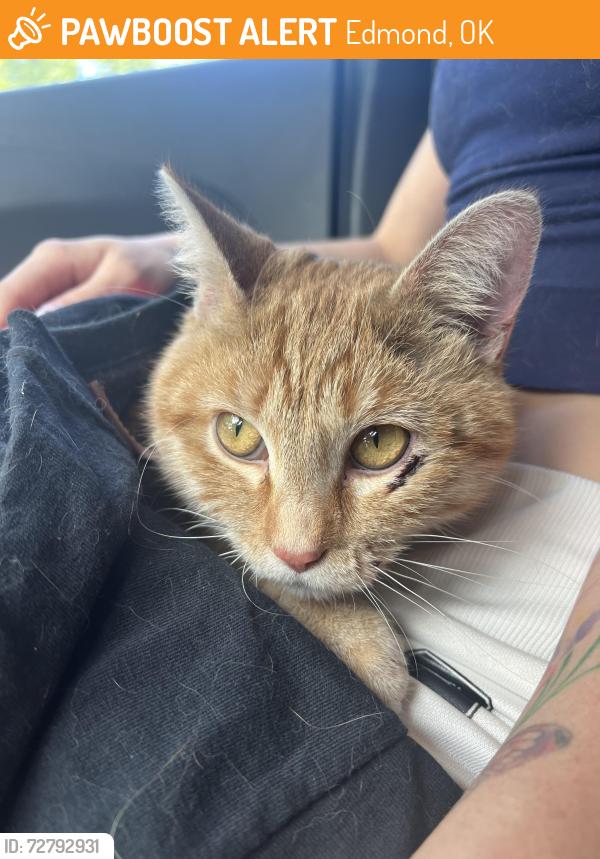 Found/Stray Unknown Cat last seen Sooner and Covell road in Edmond Oklahoma , Edmond, OK 73034