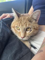 Found/Stray Unknown Cat last seen Sooner and Covell road in Edmond Oklahoma , Edmond, OK 73034