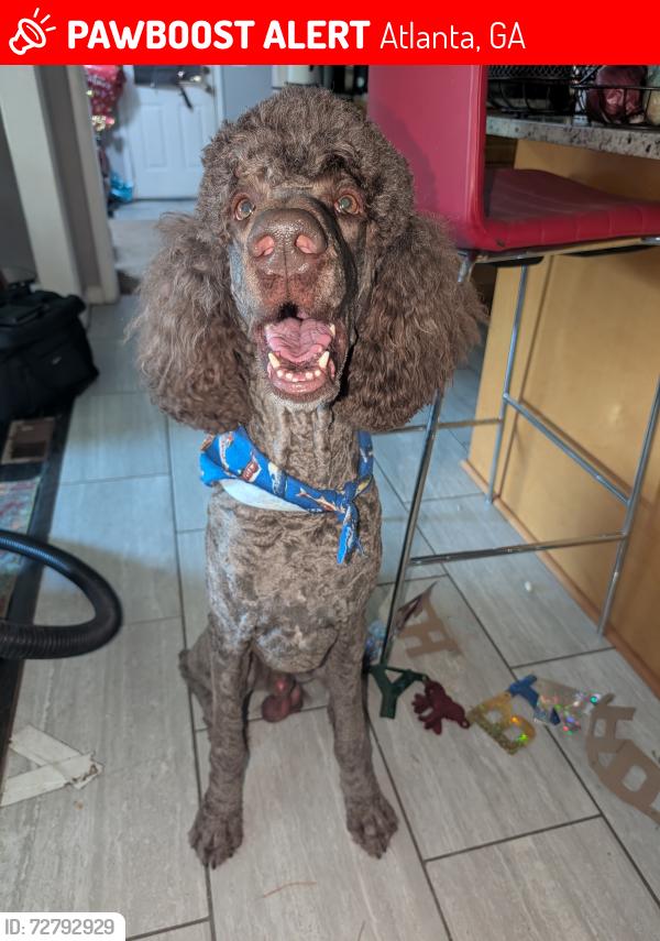 Lost Male Dog last seen Stone Rd SW & Barge Rd SW, Atlanta, GA, Atlanta, GA 30331