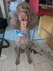 Lost Male Dog last seen Stone Rd SW & Barge Rd SW, Atlanta, GA, Atlanta, GA 30331