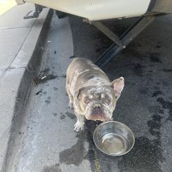 Found/Stray Male Dog last seen Waterside and Southshore dr, Chula Vista, CA 91913