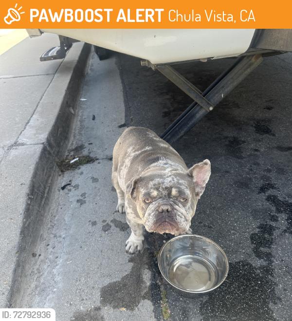 Found/Stray Male Dog last seen Waterside and Southshore dr, Chula Vista, CA 91913