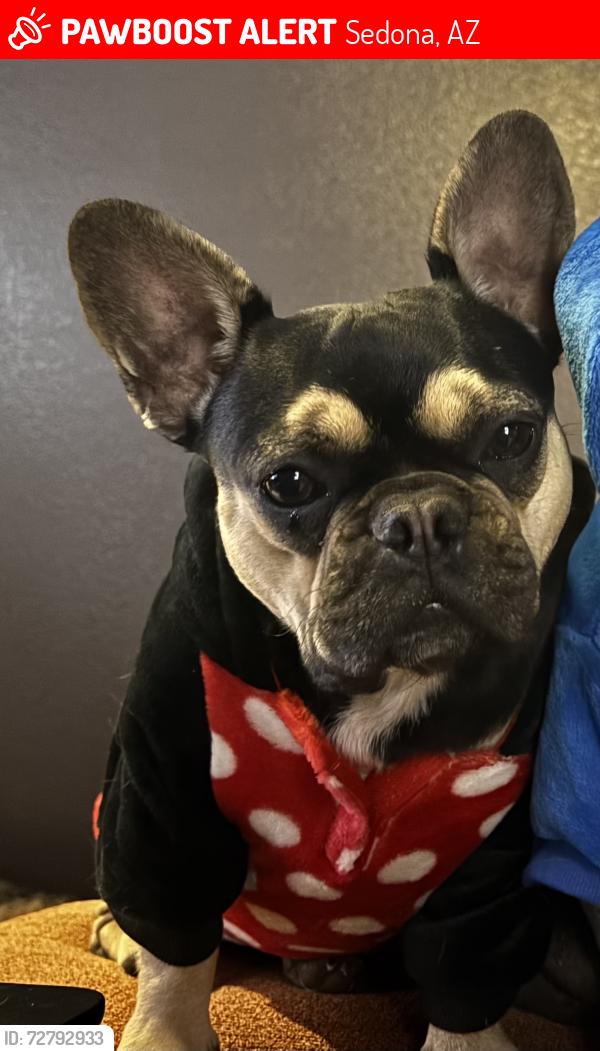 Lost Female Dog last seen Mountain Shadows Dr & Pony Soldier Rd, Sedona, AZ 86336